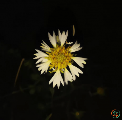 A white flower with yellow center