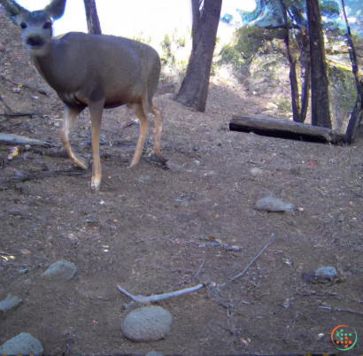 A deer standing on dirt