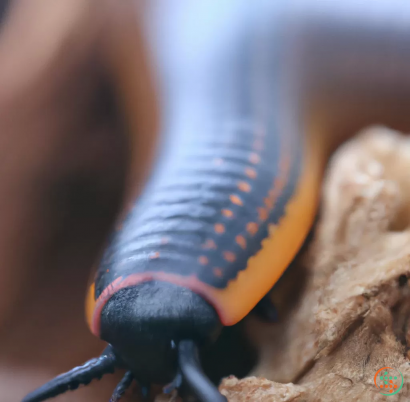 A close-up of a colorful snake