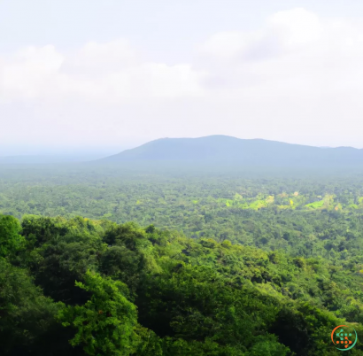 A view of a forest