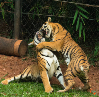 A tiger biting another tiger