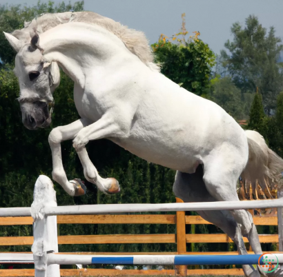 A white horse jumping over a fence
