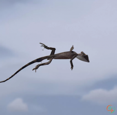 A bird flying in the sky