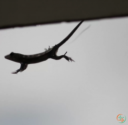 A lizard on a white surface