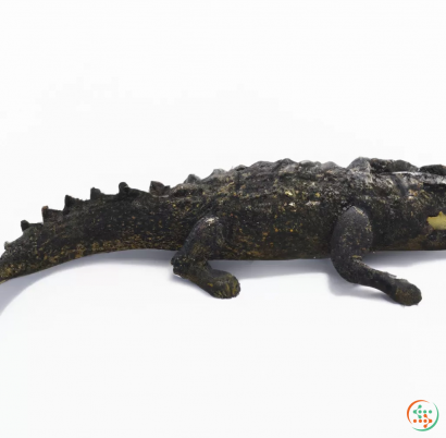 A crocodile with a white background