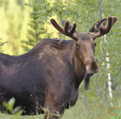 A moose with antlers