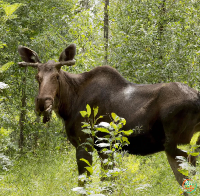 A moose with a long horn