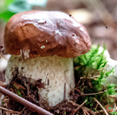 A mushroom with a brown top