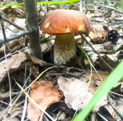 A mushroom growing in the woods