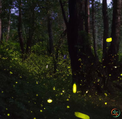 A forest with trees and plants