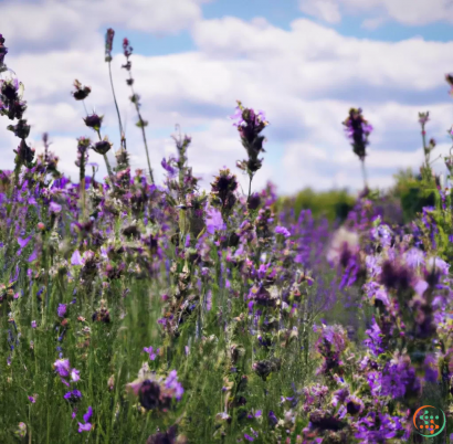 A field of purple flowers