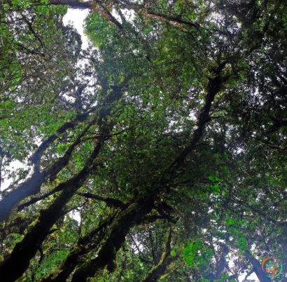 A tree with many branches