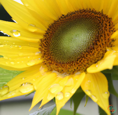 A close up of a sunflower