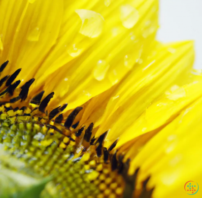 A yellow flower with green leaves