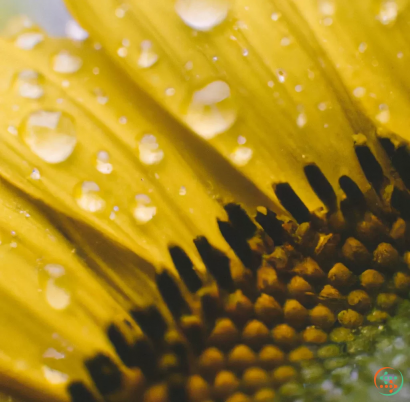 A close up of a yellow flower