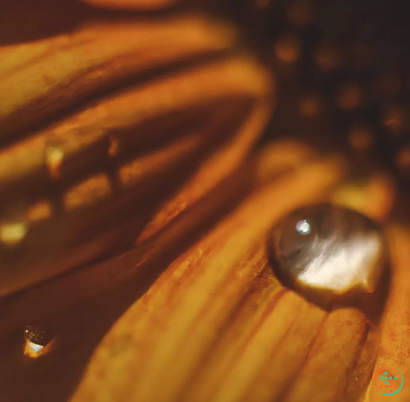 A close up of a snail