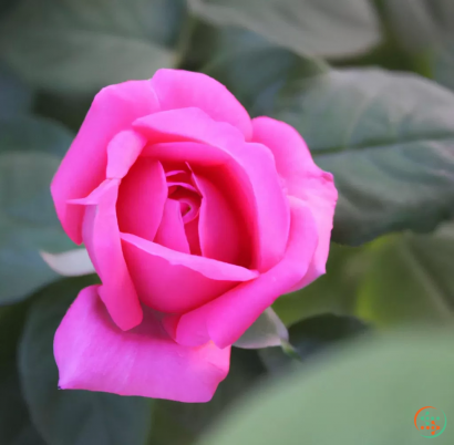 A pink rose with green leaves