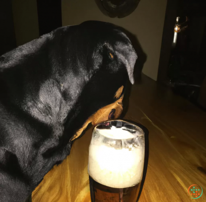 A dog drinking from a glass