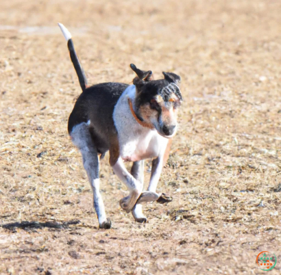 A dog running on a dirt road