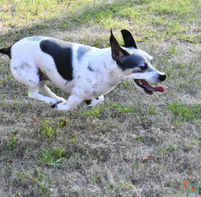 A dog lying on the ground