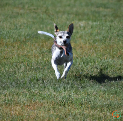 A dog running in a field