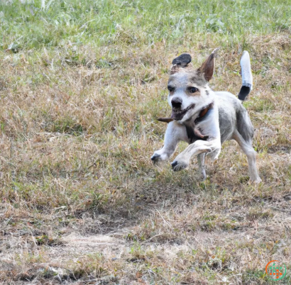 A dog running in a field