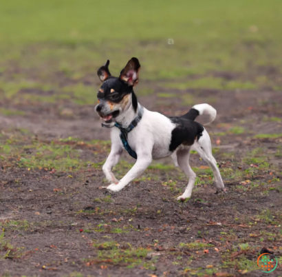 Two dogs running on a dirt road