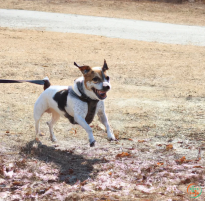 A dog running on a road