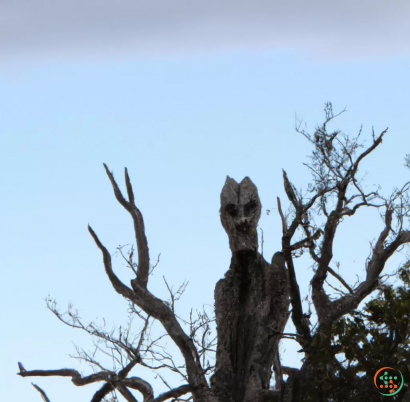 A statue of a skull on a tree branch