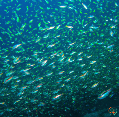 A large group of fish swimming