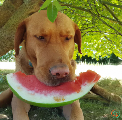 A dog holding a watermelon