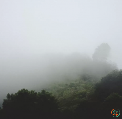 A foggy forest with trees