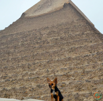 A dog standing in front of a pyramid