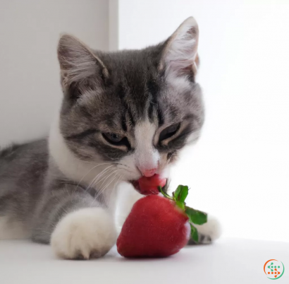 A cat looking at a strawberry