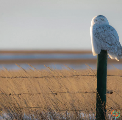 A bird on a post