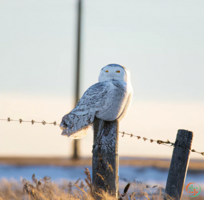 A bird perched on a fence