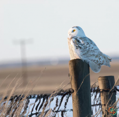 A white and grey bird on a wooden post