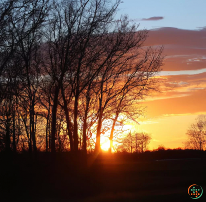 A sunset behind trees