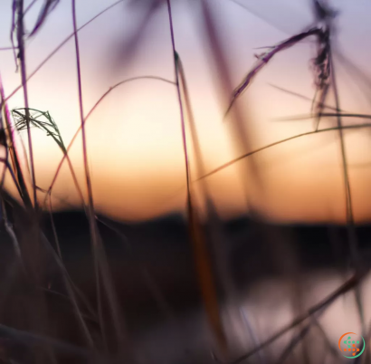 A close up of some branches