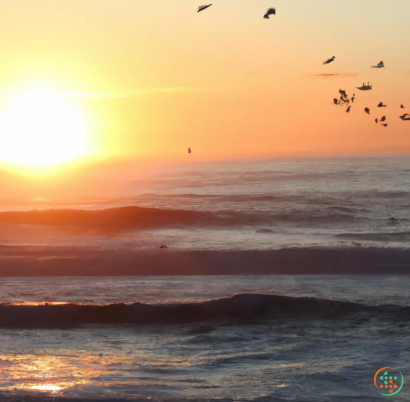 Birds flying over the ocean