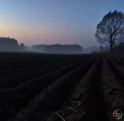 A foggy road with trees on either side of it