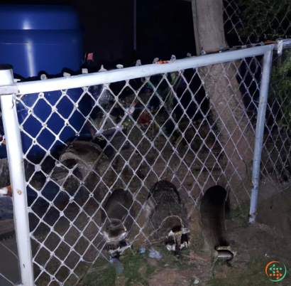 A group of animals in a cage