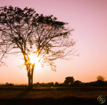 A tree with the sun behind it