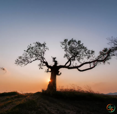 A tree with the sun behind it