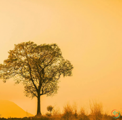 A tree in a field