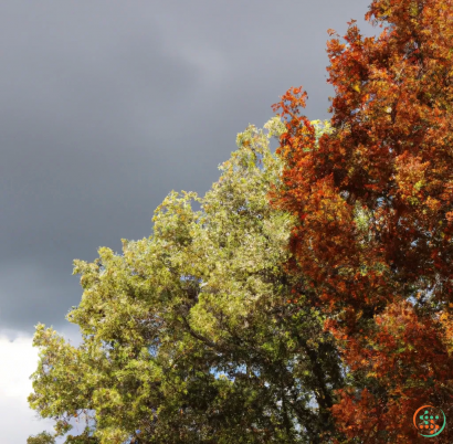 A tree with orange leaves