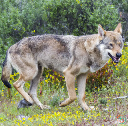 A wolf walking in a field