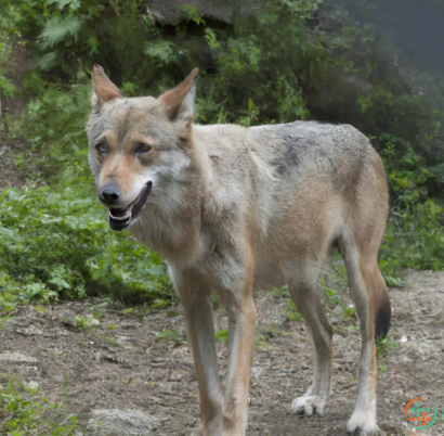 A wolf standing on a dirt path