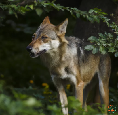 A fox standing in a bush