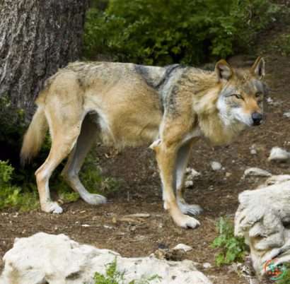 A wolf walking on a rocky path